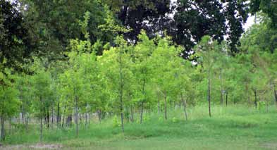 HackberryParkTreePlanting3