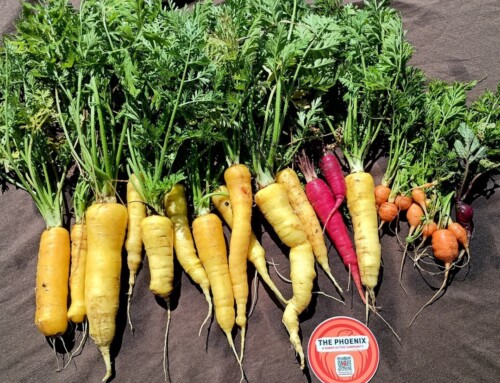 Just Keeping Growing: A garden-based sobriety support group in the International District