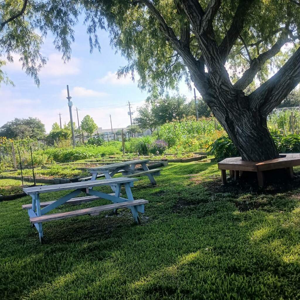 Alief Community Garden — benches under a shade tree
