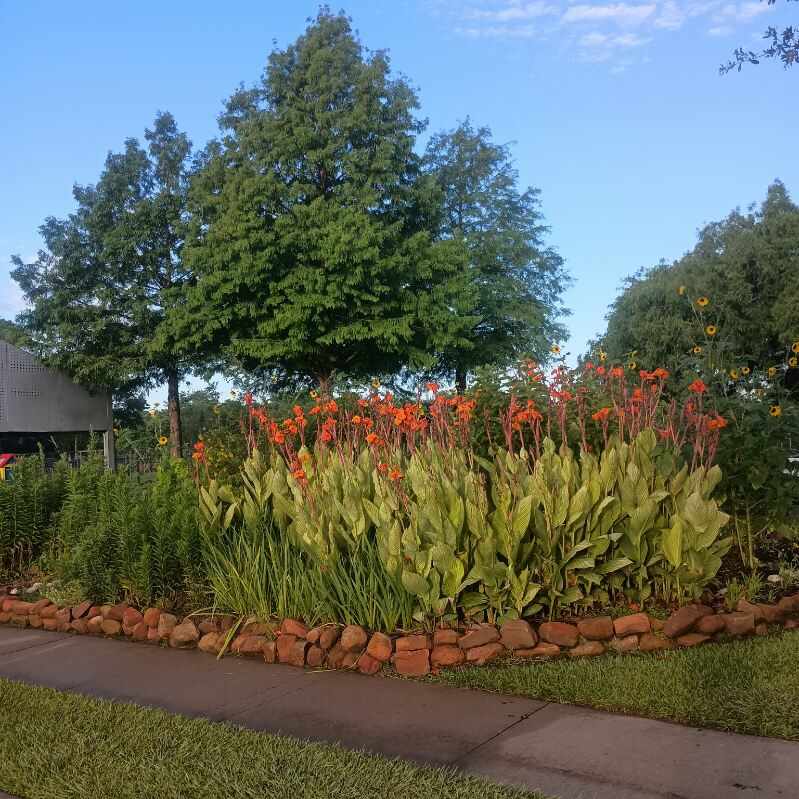 Canna lilies in bloom at the garden
