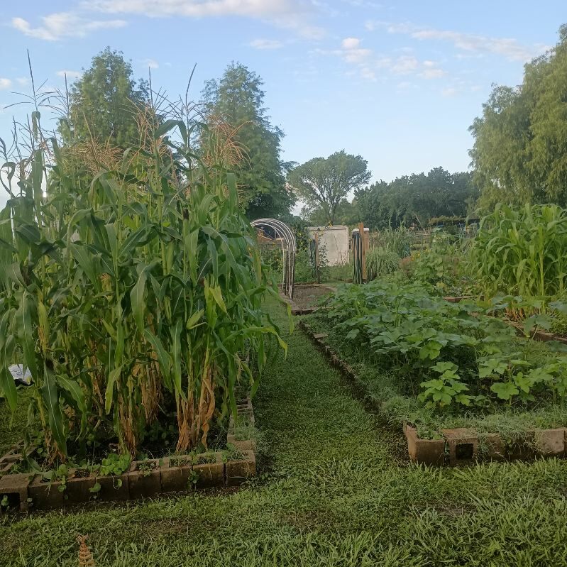 Alief Community Garden — corn and vegetable plots Vegetable plots growing at the Alief Community Garden