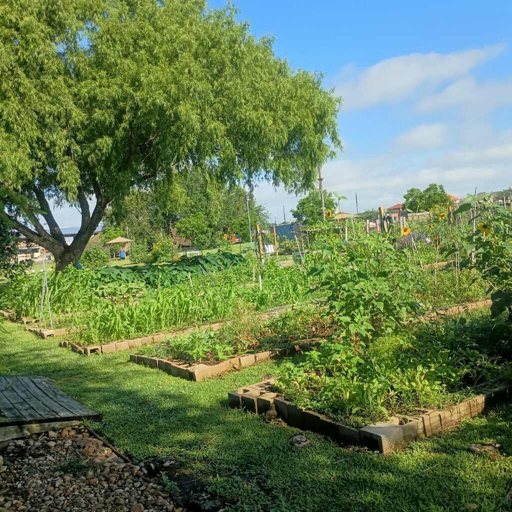 A wide view of the garden plots