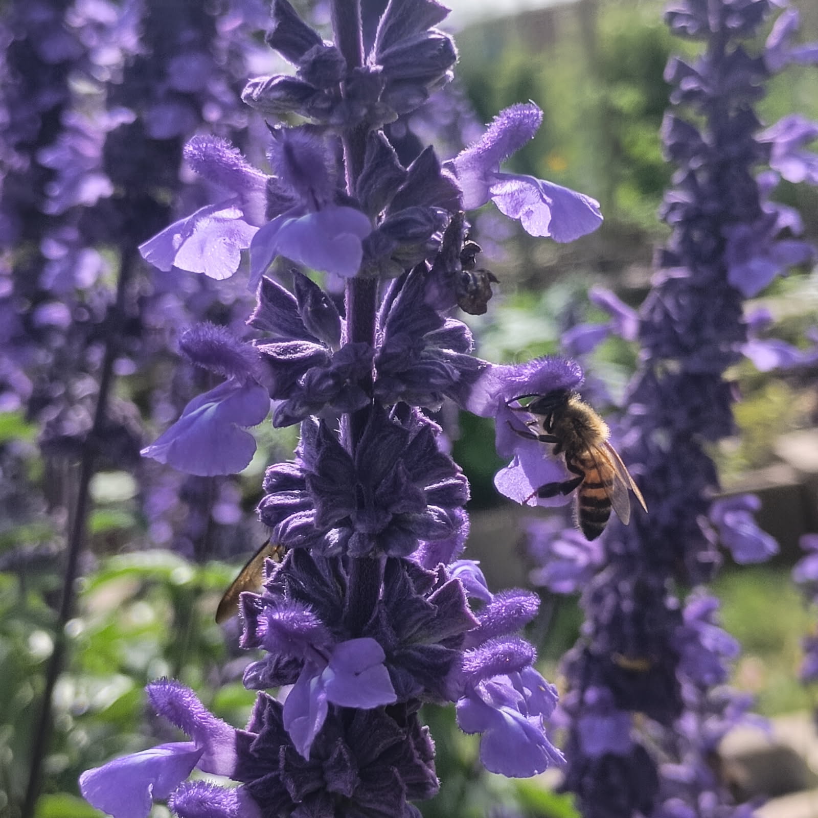 Alief Community Garden — salvia and honeybee Salvia in bloom with a honeybee at the Alief Community Garden