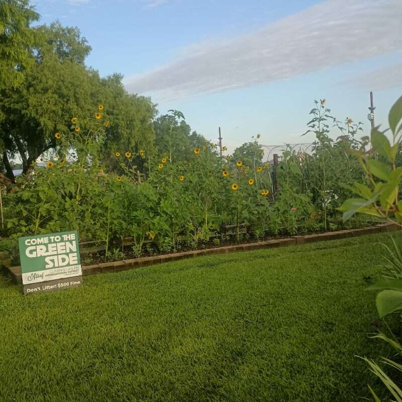 Sunflowers along the garden beds
